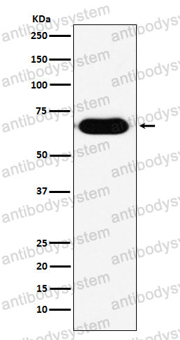 Anti-RNF8 Antibody (R1F90)