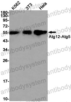 Anti-ATG12 Antibody (R1G03)