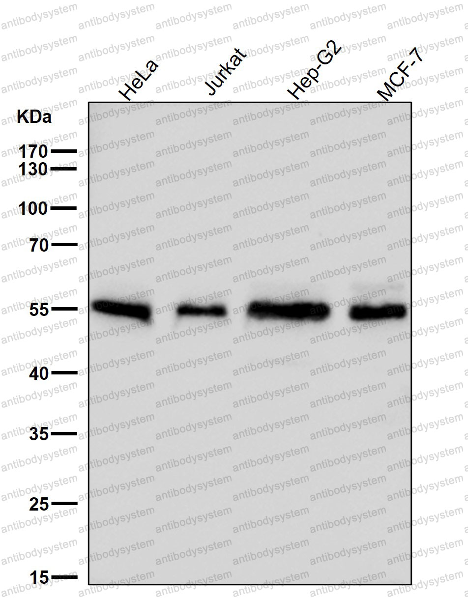 Anti-ATG12 Antibody (R1G01)