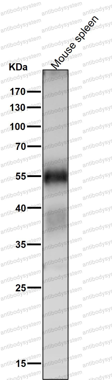 Anti-ATG12 Antibody (R1G02)