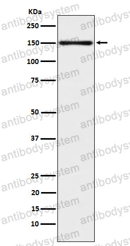 Anti-CLSTN1 Antibody (R1G13)