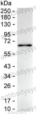Anti-HEXIM1 Antibody (R2W13)