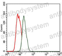 Anti-NKX2-2 Antibody (R2W15)