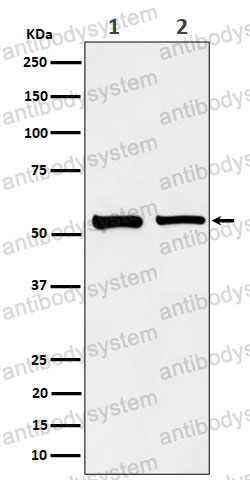 Anti-SNX4 Antibody (R1G30)