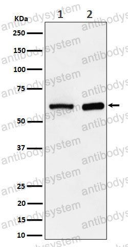 Anti-ATE1 Antibody (R1G34)