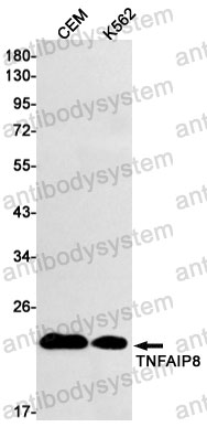 Anti-TNFAIP8 Antibody (R1G45)