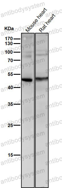 Anti-GDF11/BMP11 Antibody (R1G46)