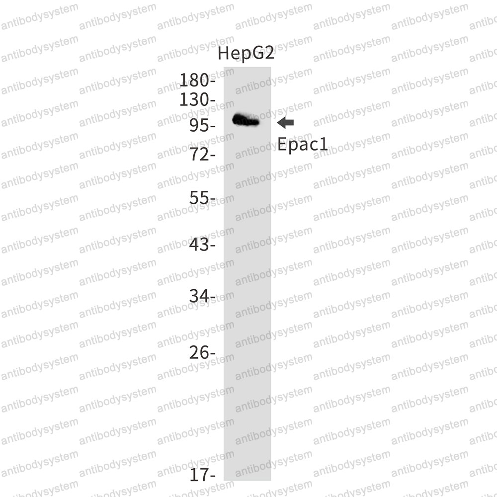 Anti-RAPGEF3 Antibody (R1G48)