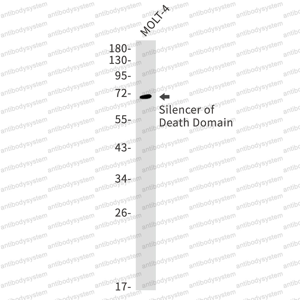 Anti-BAG4 Antibody (R1G51)