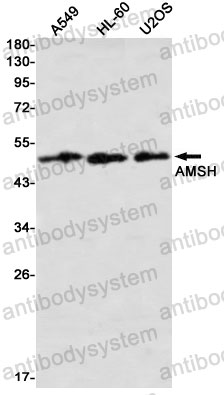 Anti-STAMBP Antibody (R1G55)