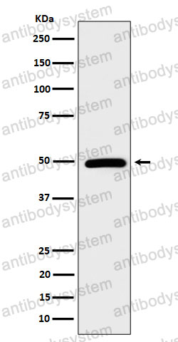 Anti-STAMBP Antibody (R1G54)