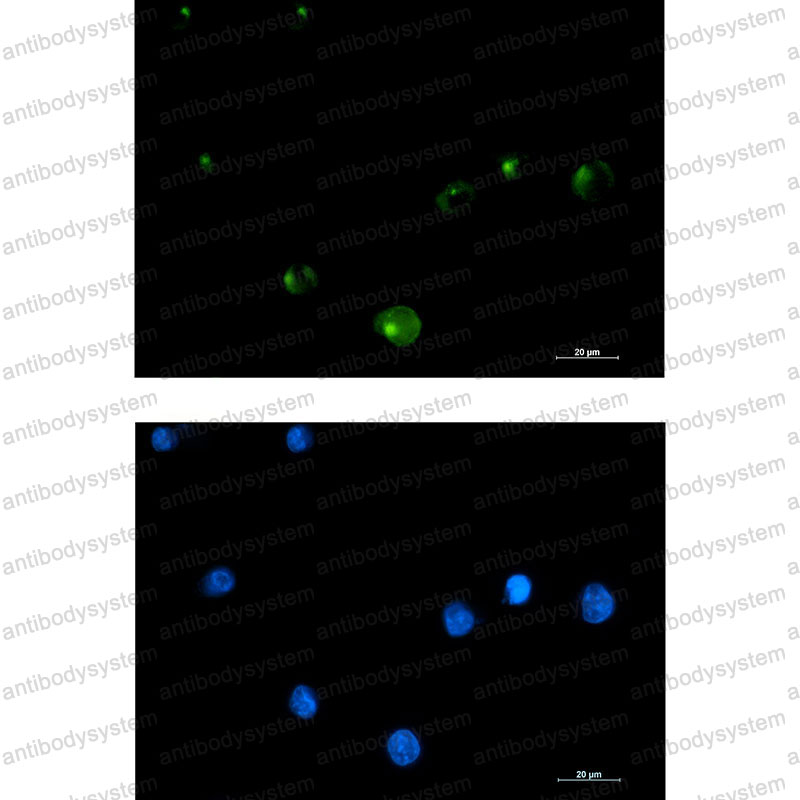 Anti-CEP43 Antibody (R1G60)