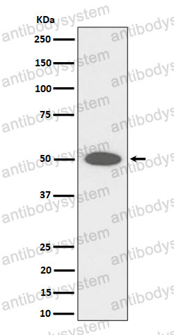 Anti-CEP43 Antibody (R1G59)