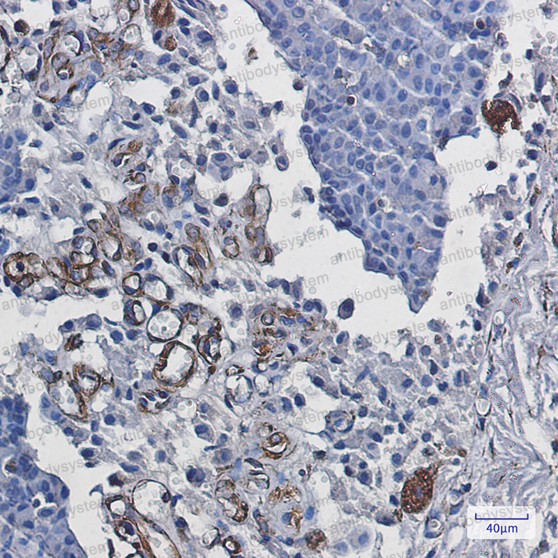 Anti-STAU1 Antibody (R1G67)