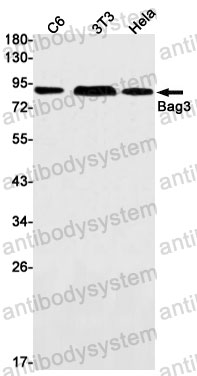 Anti-BAG3 Antibody (R1G72)