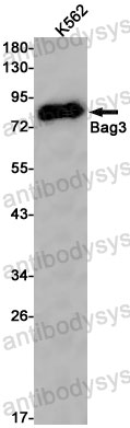 Anti-BAG3 Antibody (R1G71)