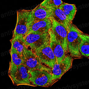 Immunofluorescence for Anti-LY6G6D/MEGT1 Antibody (R2W47) ?>
