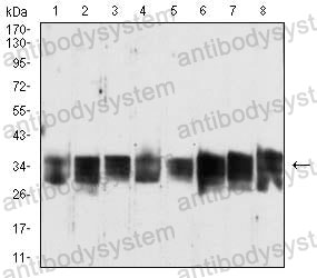 Western blot for Anti-LY6G6D/MEGT1 Antibody (R2W47) ?>