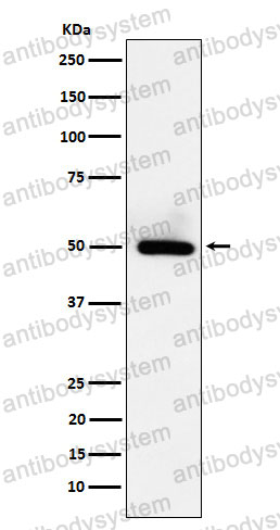 Anti-BMP15 Antibody (R1G80)