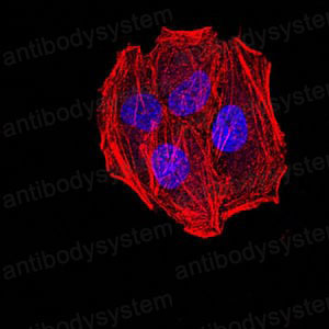 Immunofluorescence for Anti-AGR2/HPC8 Antibody (R2W53) ?>