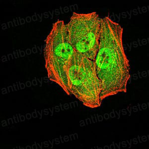 Immunofluorescence for Anti-AGR2/HPC8 Antibody (R2W53) ?>