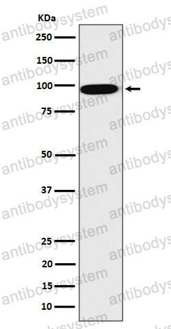 Anti-CLPTM1 Antibody (R1G91)