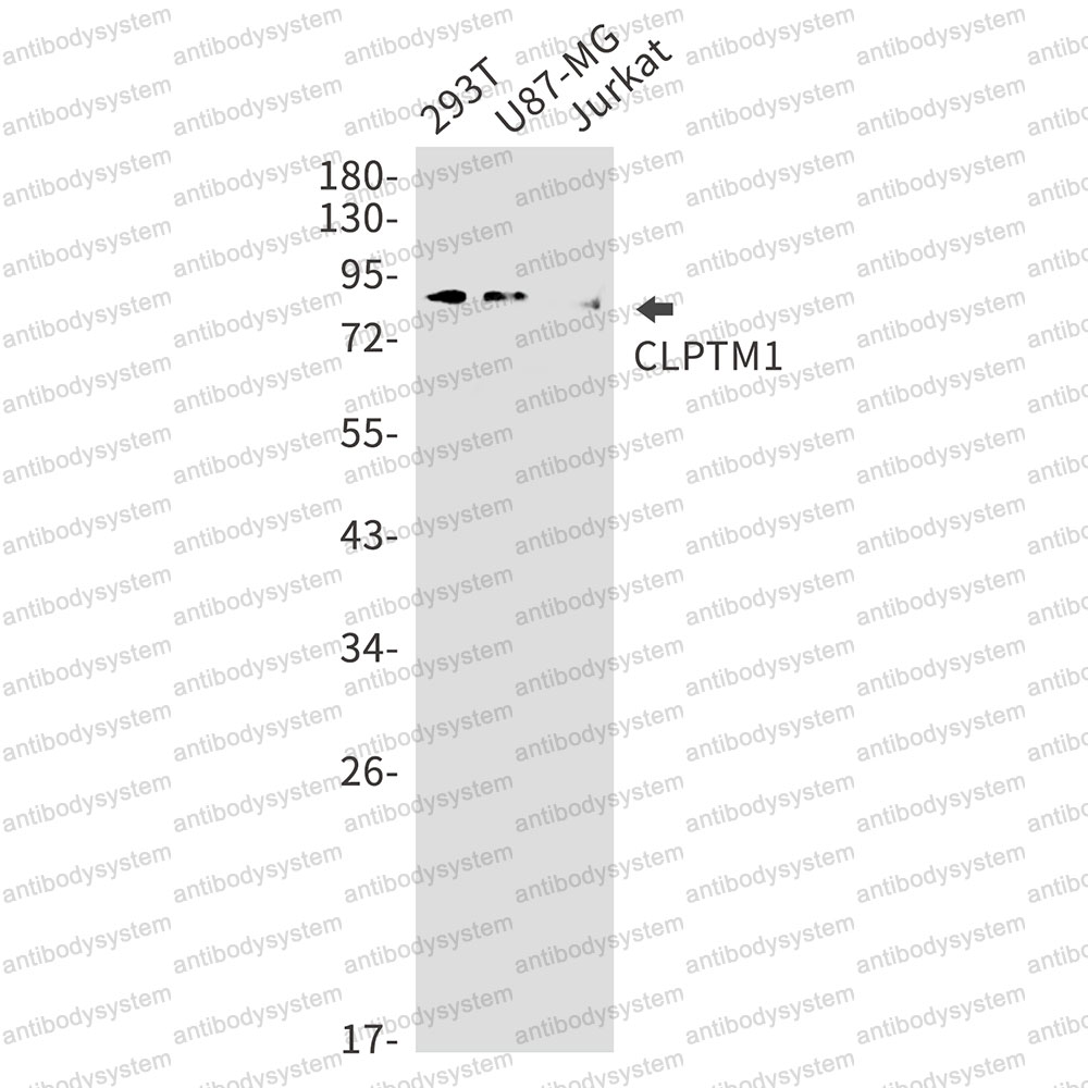 Anti-CLPTM1 Antibody (R1G92)