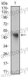 Western blot for Anti-NAPSA Antibody (R2W58) ?>