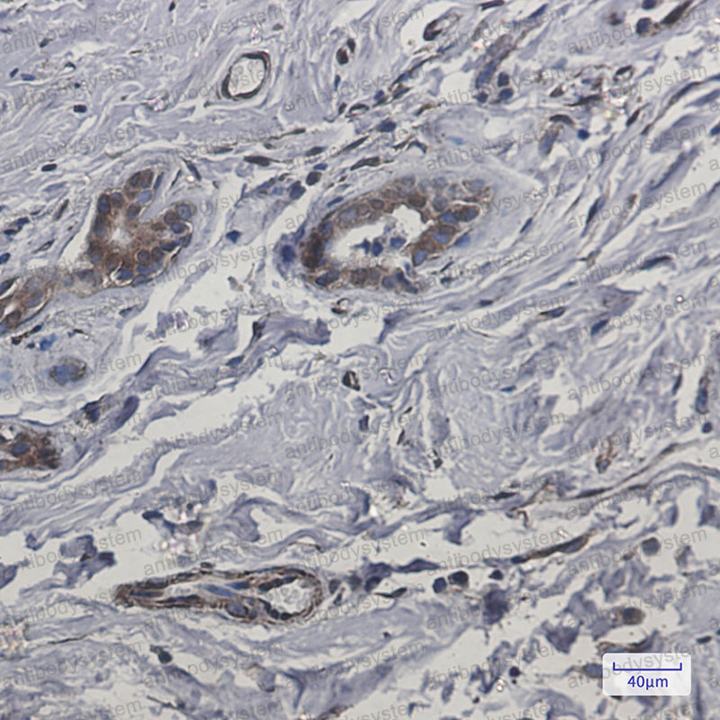 Anti-CYB5R3 Antibody (R1H12)