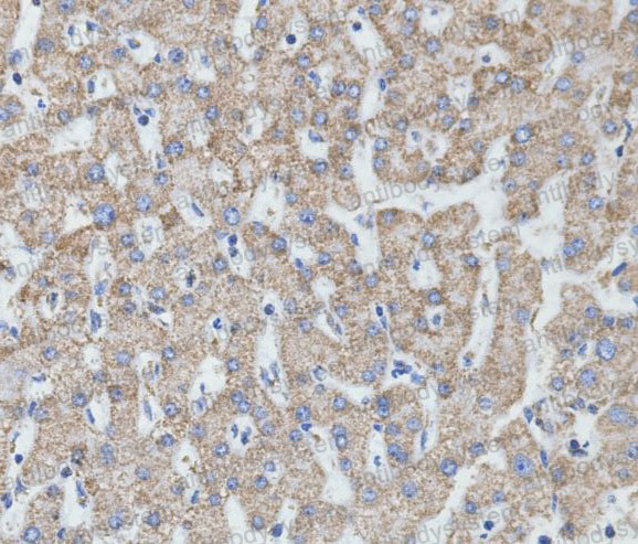 Anti-MT-CO2 Antibody (R1H16)