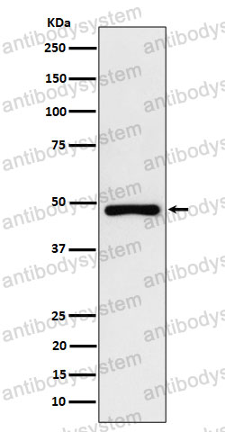 Anti-PAH Antibody (R1H19)