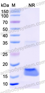 Anti-Human EGFR/ERBB1/HER1 Nanobody (SAA1213)