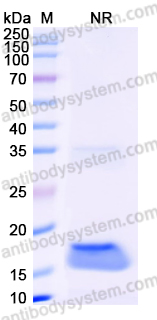 Anti-Human EGFR/ERBB1/HER1 Nanobody (7D12)