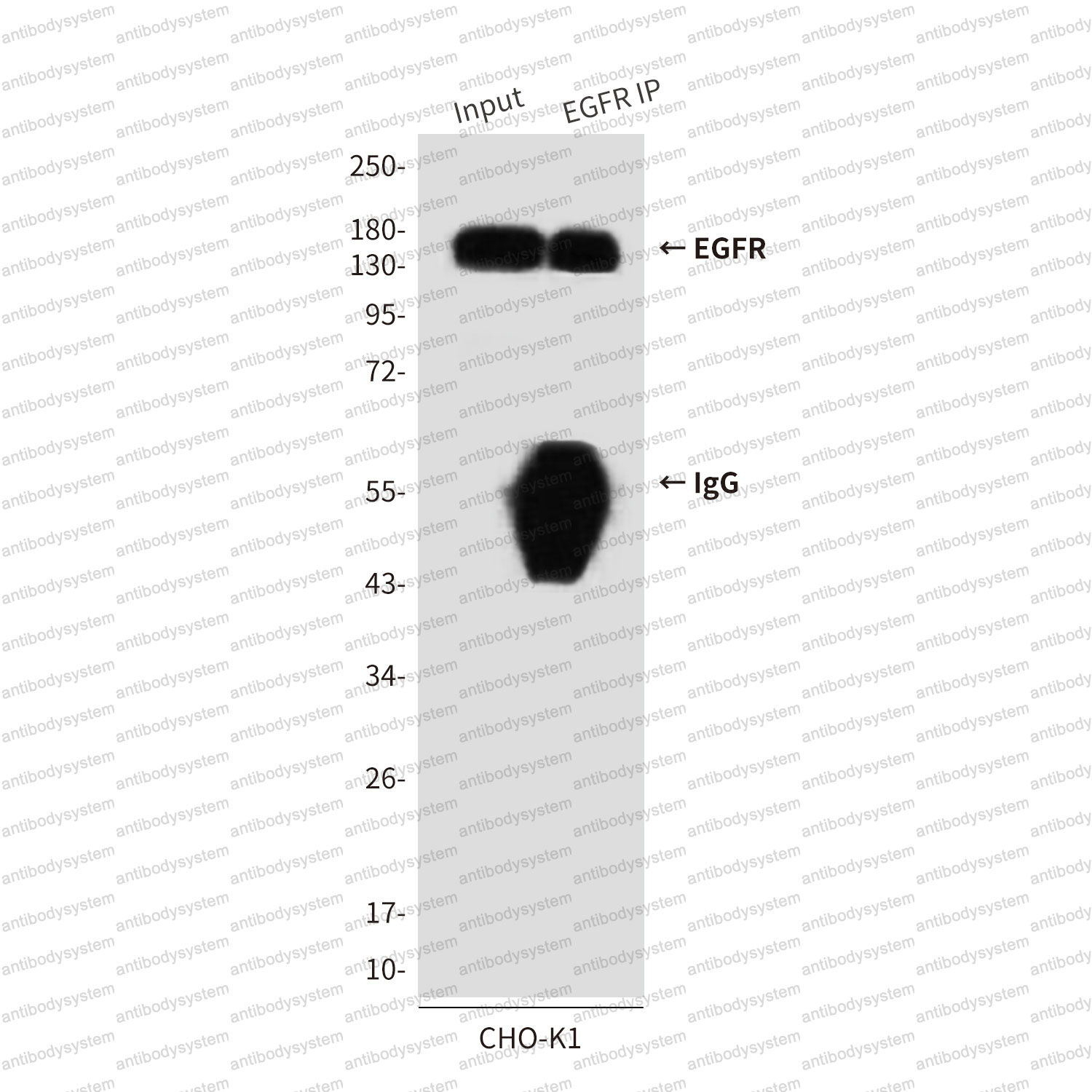Anti-EGFR/ERBB1/HER1 Antibody (R2W77)