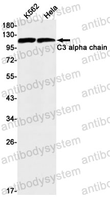 Anti-C3/Complement C3 Antibody (R1H59)