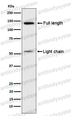 Anti-KNG1 Antibody (R1H64)
