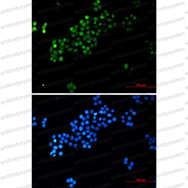 Anti-c-Myc Antibody (R1H66)