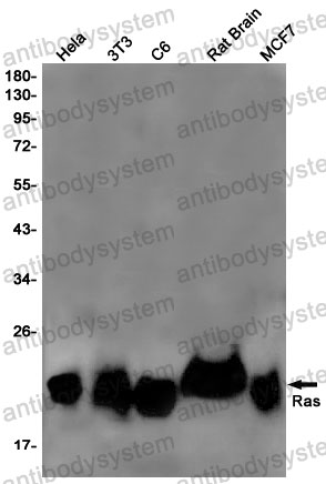 Anti-NRAS Antibody (R1H68)