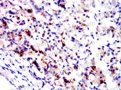 Immunohistochemical for Anti-FSHB Antibody (R2X29) ?>