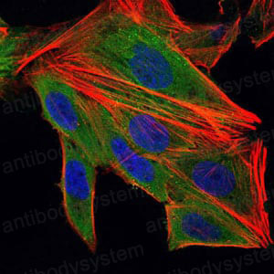 Immunofluorescence for Anti-IL1B/IL1F2 Antibody (R2X46) ?>