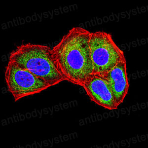 Immunofluorescence for Anti-IL1B/IL1F2 Antibody (R2X47) ?>