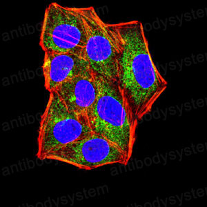 Immunofluorescence for Anti-IL1B/IL1F2 Antibody (R2X48) ?>