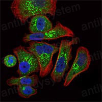 Immunofluorescence for Anti-EPO Antibody (R2X49) ?>