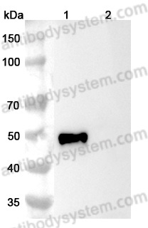 Anti-Human CD4 Antibody (SAA2002)