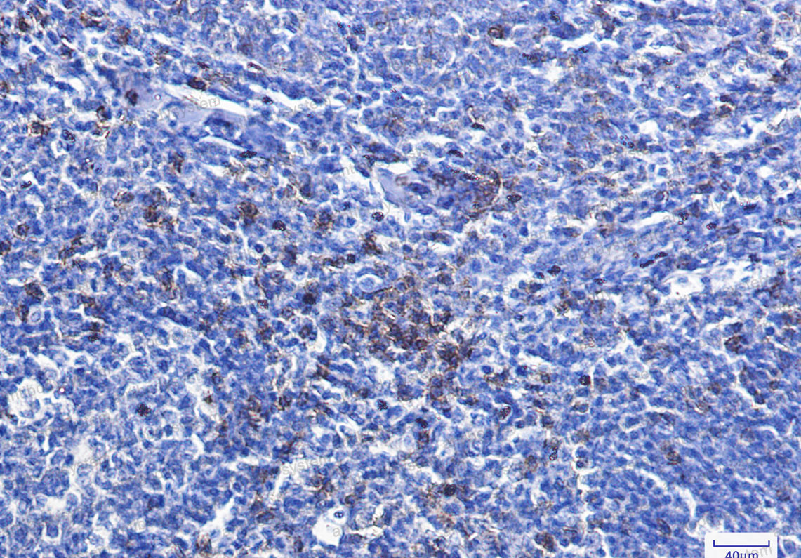 Anti-CD8A Antibody (R1H84)