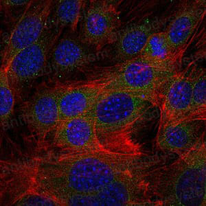 Immunofluorescence for Anti-FGG Antibody (R2Y01) ?>
