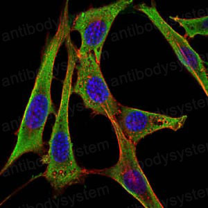 Immunofluorescence for Anti-FGG Antibody (R2X99) ?>