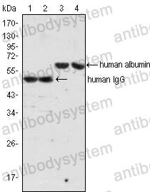 Western blot for Anti-ALB/Albumin/HSA Antibody (R2Y20) ?>