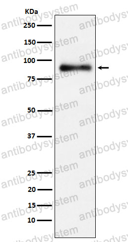 Anti-LTF Antibody (R1J23)