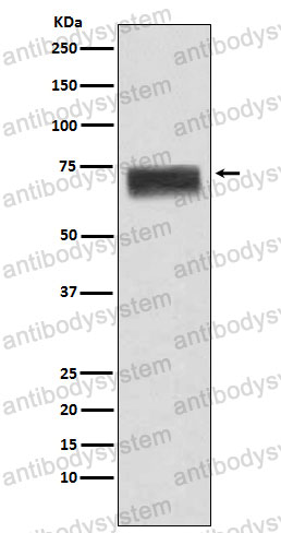 Anti-HPX Antibody (R1J24)